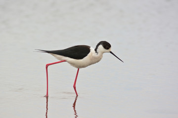 cavaliere d'Italia (Himantopus himantopus)