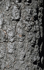 Texture of burned redwood, Yosemite National Park, California
