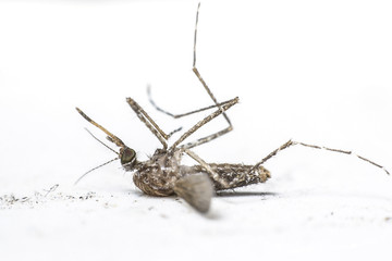 mosquito