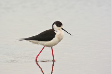 cavaliere d'Italia (Himantopus himantopus) nello stagno