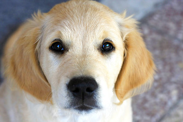 Cane di razza Golden Retriever sguardo tenero