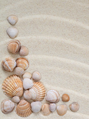 Fototapeta na wymiar Composition of seashells on the sand