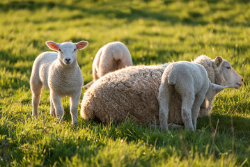 Obraz premium Brebis et agneaux