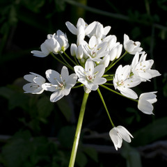 Allium ursinum - wild garlic in wood.White flowers.