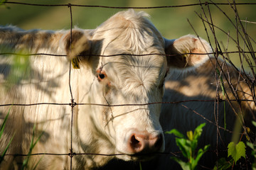 White Cow Looking Through Wire Fence