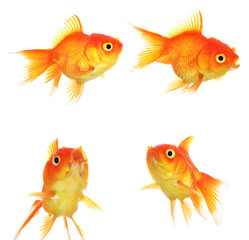 Set of Gold fish Isolation on the white