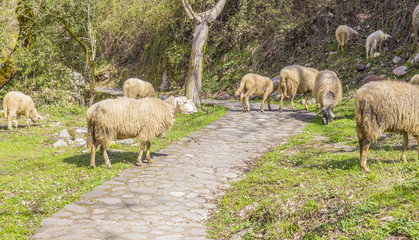 sheep road spring season