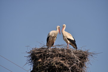 Storks