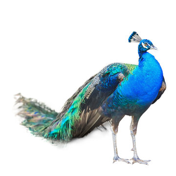 Fototapeta Beautiful Male Indian  Peacock Isolated On White Background