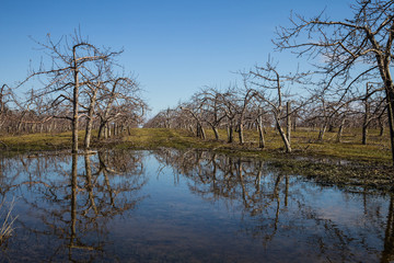 Fototapeta premium Many Apple Trees in a flooded field
