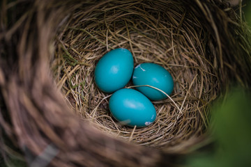 Blue Robin Eggs in a Nest