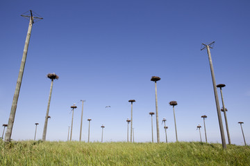 Storks colony