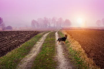Zelfklevend Fotobehang Herfst mistig landelijk landschap met hond © vvvita
