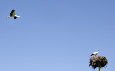 Storks colony