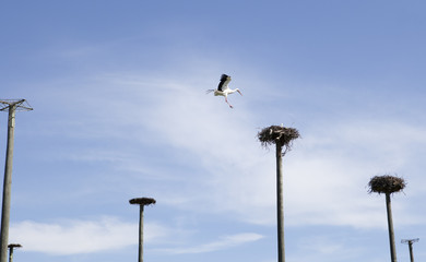 Stork landing