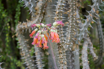 Sukkulent (Alluaudia procera)