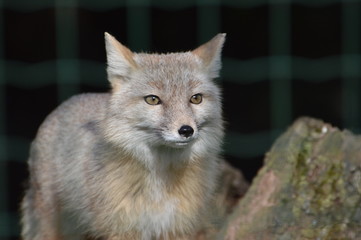 renard