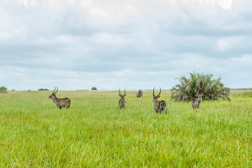 Duiker, St. Lucia. South Africa.