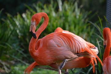 flamant rose  © Seabird75