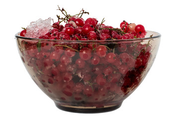 Red currant