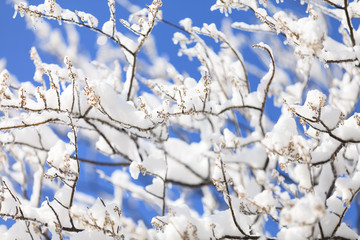 winter christmas background