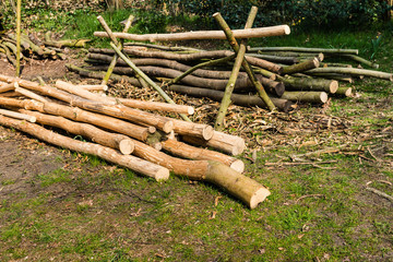 Heaps of peeled and unpeeled tree trunks
