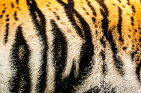 Tiger furs background