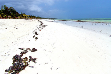 seaweed beach   in zanzibar   indian