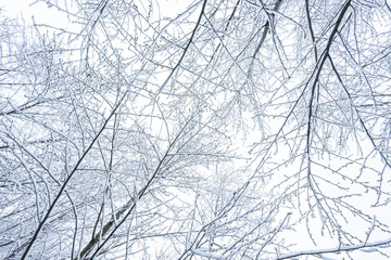 Frozen in the ice tree branches