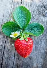 Fresh ripe strawberry with flower and leaves, close up