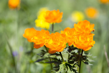 Obraz premium pomarańczowy kwiat