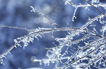 Frozen in the ice tree branches