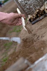 Spargel ernte direkt auf dem Feld