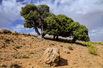 two lonely trees in the mountains of Morocco