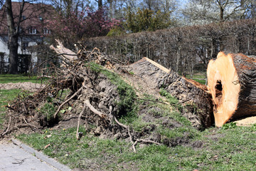 Sturmschäden umgefallener Baum