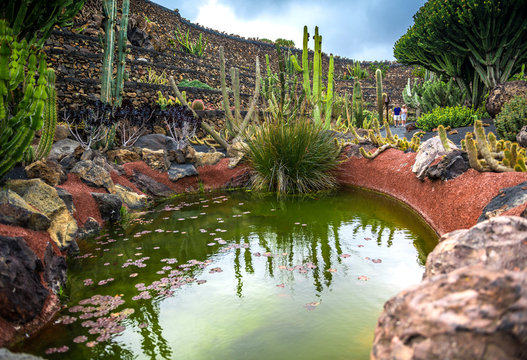 View of cactus garden , Lanzarote