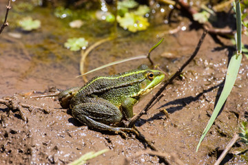 green frog Pelophylax saharicus in the wild, Morocco