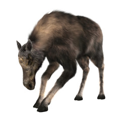 Female Moose