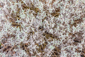 Lavender texture