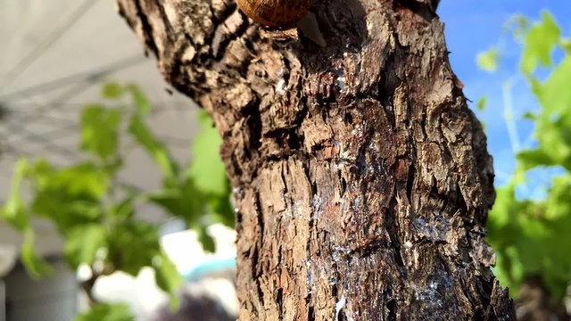 Escargot sur un arbre en timelapse
