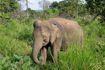 little gray elephant hiding in green grass in nature