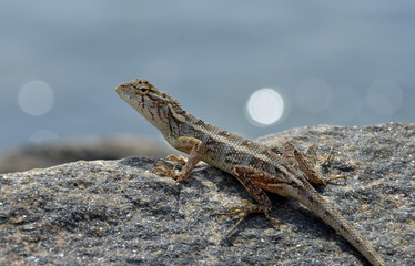 little lizard on the rock watching in nature detail photo