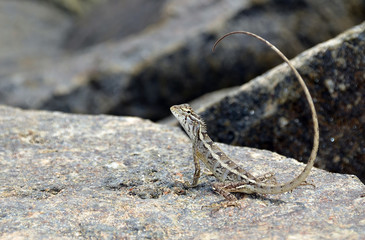 little lizard with long tail on the rock in nature detail photo