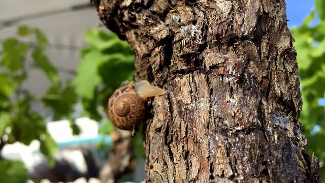 Un escargot sur un arbre en timelapse
