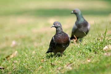 Two Pigeon same action on grass filed