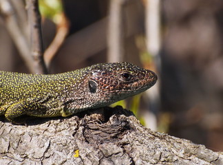 Eastern Green Lizard  in spring, Lacerta viridis