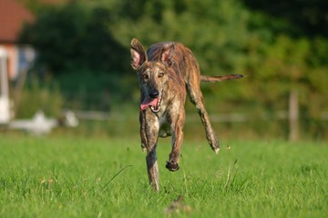 rennender Galgo