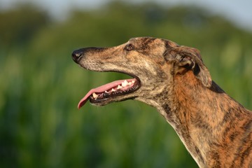 Galgo Espanol Portrait
