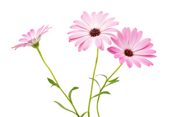 White and Pink Osteospermum Daisy
