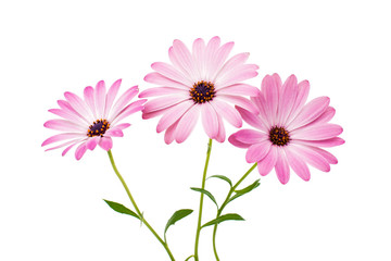 White and Pink Osteospermum Daisy